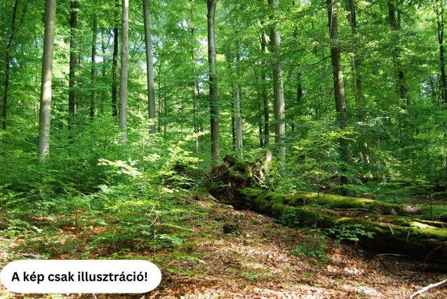 Eladó mezogazdasagi ingatlan, Délegyházán 49.9 M Ft