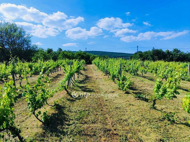 Eladó telek, Csopakon 8.3 M Ft / költözzbe.hu