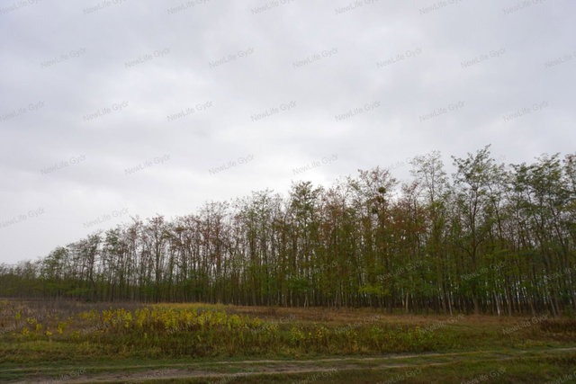 Eladó mezogazdasagi ingatlan, Gönyűn 19.9 M Ft