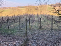 Eladó mezogazdasagi ingatlan, Ságváron 7 M Ft, 1 szobás