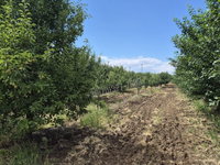 Eladó mezogazdasagi ingatlan, Tiszafüreden 25 M Ft