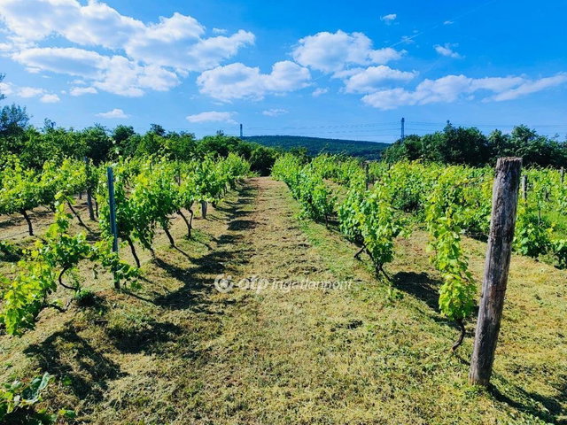 Eladó telek, Csopakon 8.3 M Ft / költözzbe.hu