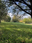 Eladó mezogazdasagi ingatlan, Oroszlányban 7.9 M Ft, 1 szobás