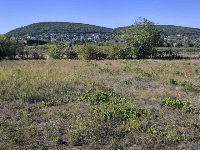 Eladó telek, Csopakon 154 M Ft / költözzbe.hu