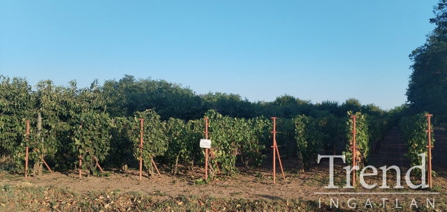 Eladó mezogazdasagi ingatlan, Bölcskén 0.85 M Ft, 3 szobás