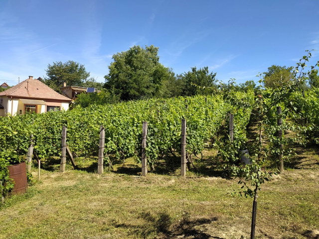 Eladó telek, Mohácson 6.9 M Ft, 1 szobás / költözzbe.hu