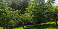 Eladó telek, Kaposváron 6 M Ft, 1 szobás / költözzbe.hu