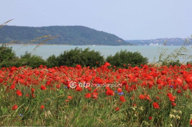 Eladó telek, Balatonudvariban 65 M Ft / költözzbe.hu