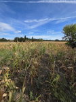 Eladó mezogazdasagi ingatlan, Polgárdin 4.5 M Ft