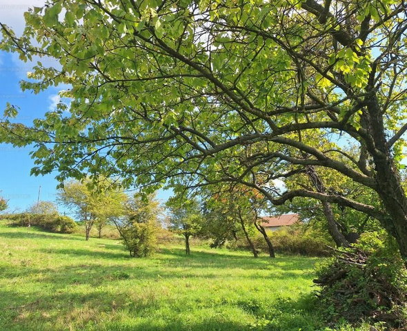 Eladó mezogazdasagi ingatlan, Nagygörbőn 9.8 M Ft