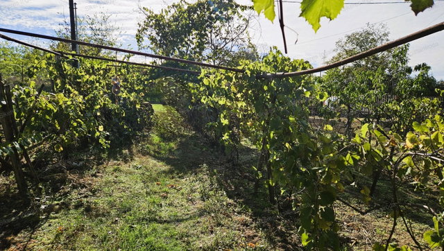 Eladó mezogazdasagi ingatlan, Tatán 8.5 M Ft
