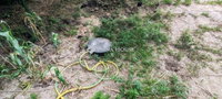 Eladó mezogazdasagi ingatlan, Felsőpakonyban 64.9 M Ft, 2 szobás