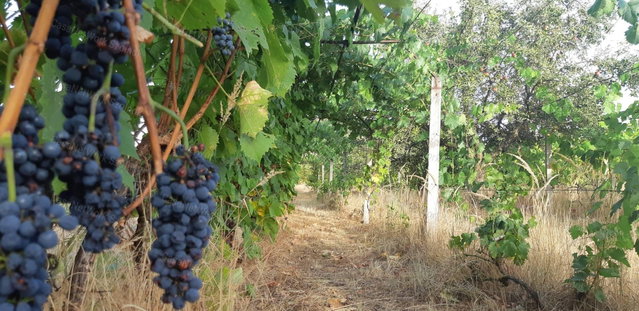 Eladó telek, Tiszajenőn 7.9 M Ft, 2+1 szobás