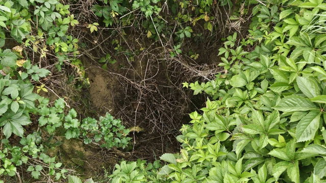 Eladó mezogazdasagi ingatlan, Balatonberényben 39.9 M Ft