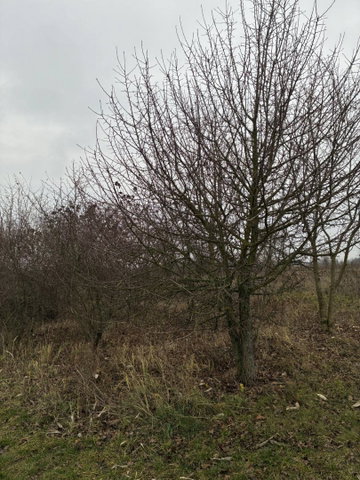 Eladó telek, Gödöllőn 19.9 M Ft / költözzbe.hu