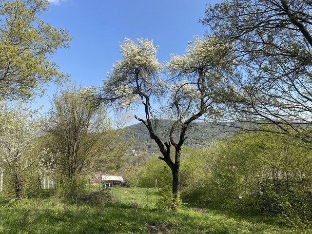 Eladó családi ház, Verőcén 52.9 M Ft, 1 szobás