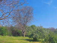 Eladó telek, Sukorón 8.5 M Ft / költözzbe.hu