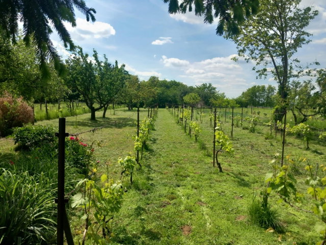 Eladó mezogazdasagi ingatlan, Basalon 3.4 M Ft