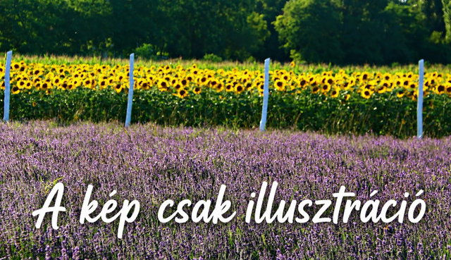 Eladó mezogazdasagi ingatlan, Ráckevén 5 M Ft