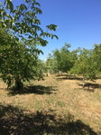 Eladó mezogazdasagi ingatlan, Baján 14.5 M Ft