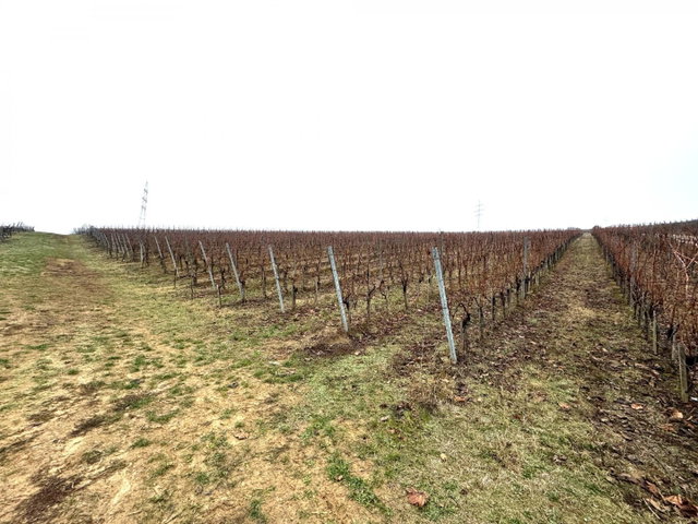 Eladó mezogazdasagi ingatlan, Villányban 79.9 M Ft