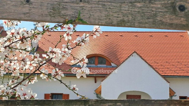Eladó családi ház, Balatonalmádiban 321 M Ft, 3+1 szobás