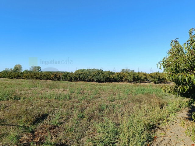 Eladó mezogazdasagi ingatlan, Bordányon, Bordány dűlőn 19.9 M Ft