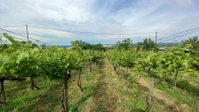 Eladó telek, Somlószőlősön 10 M Ft / költözzbe.hu