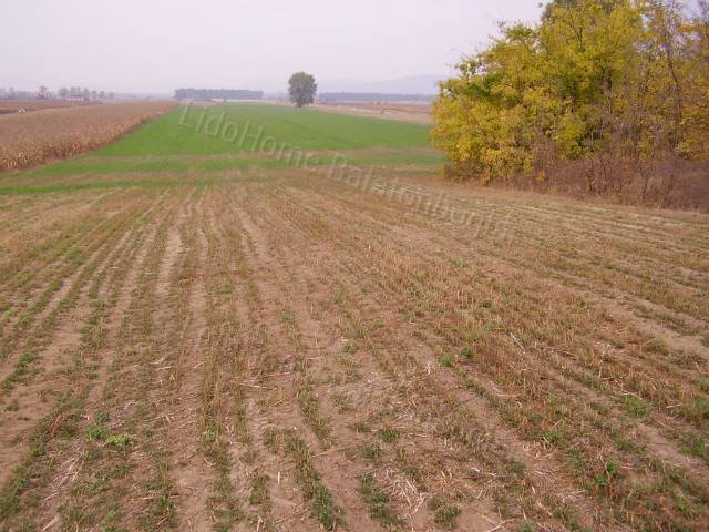 Eladó mezogazdasagi ingatlan, Balatonkeresztúron 2.5 M Ft