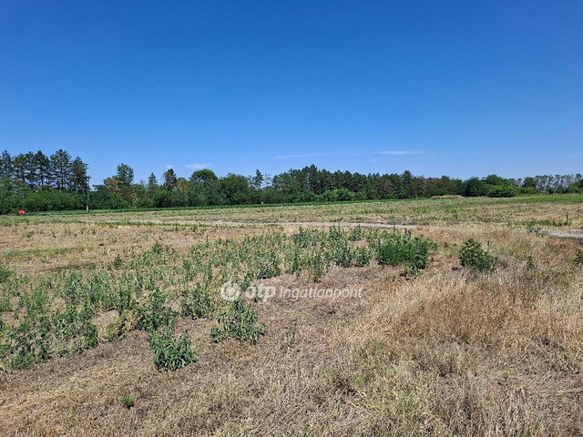 Eladó mezogazdasagi ingatlan, Szatymazon 60 M Ft