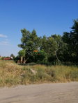 Eladó telek, Szigetszentmiklóson 40 M Ft / költözzbe.hu