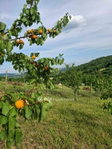 Eladó nyaraló, Zalaszentgróton 53 M Ft, 2 szobás
