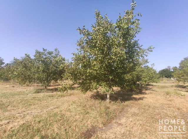 Eladó mezogazdasagi ingatlan, Balástyán 33 M Ft