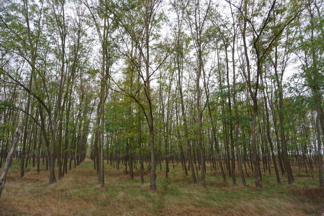 Eladó mezogazdasagi ingatlan, Gönyűn 19.9 M Ft