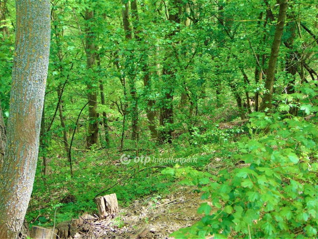 Eladó telek, Zalaegerszegen 3.9 M Ft / költözzbe.hu
