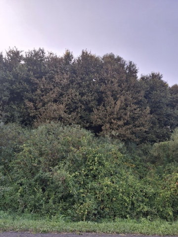 Eladó mezogazdasagi ingatlan, Szuhogyon 96 M Ft