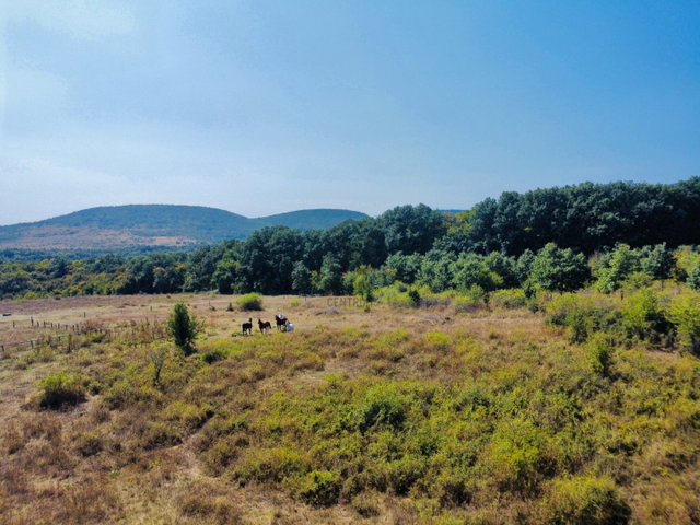 Eladó mezogazdasagi ingatlan, Szentendrén 4.49 M Ft