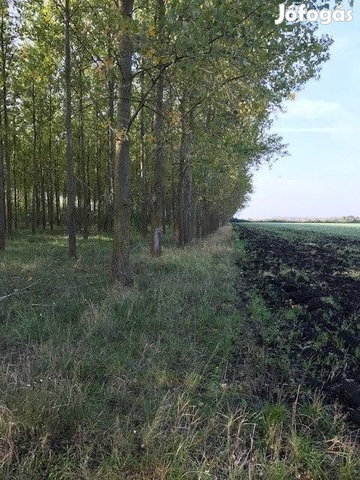 Eladó mezogazdasagi ingatlan, Sarkadkeresztúron 8.5 M Ft