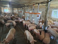Eladó mezogazdasagi ingatlan, Ászáron 350 M Ft