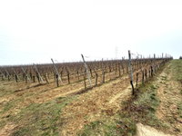 Eladó mezogazdasagi ingatlan, Villányban 79.9 M Ft