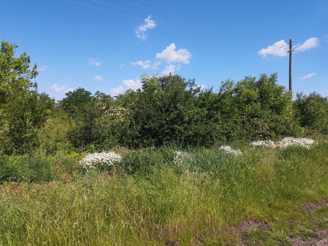 Eladó mezogazdasagi ingatlan, Gyomaendrődön 11 M Ft