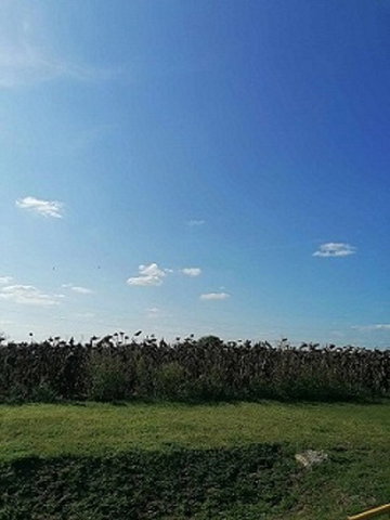 Eladó mezogazdasagi ingatlan, Nyíradonyban 7.5 M Ft