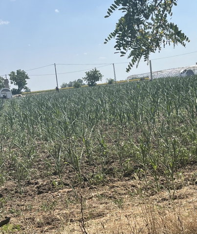 Eladó mezogazdasagi ingatlan, Nagyszénáson 6.5 M Ft