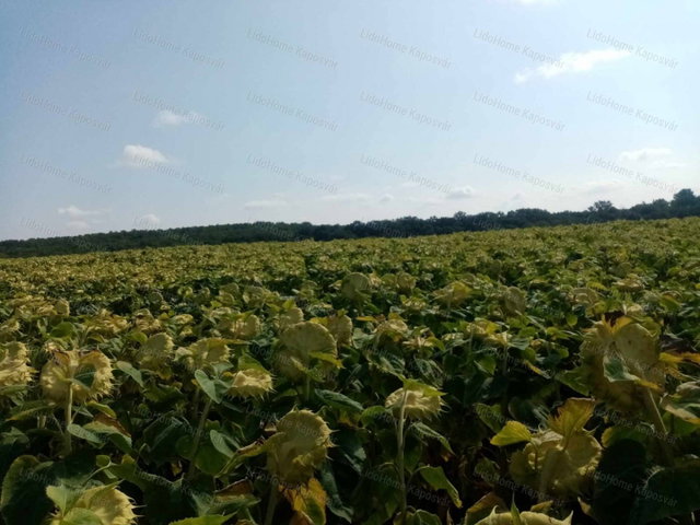Eladó mezogazdasagi ingatlan, Igalon 2.99 M Ft