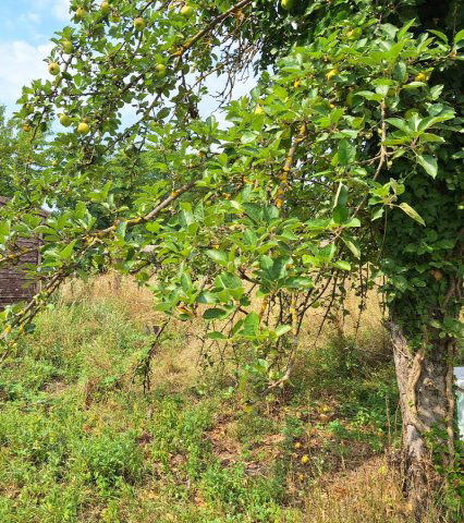 Eladó telek, Sümegen 9.5 M Ft / költözzbe.hu