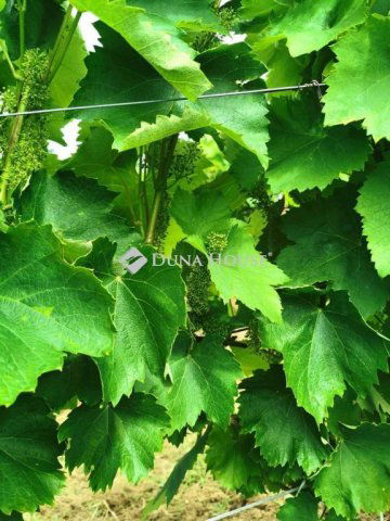 Eladó mezogazdasagi ingatlan, Sátoraljaújhelyen 16.85 M Ft