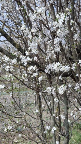 Eladó telek, Baracskán 13.49 M Ft / költözzbe.hu