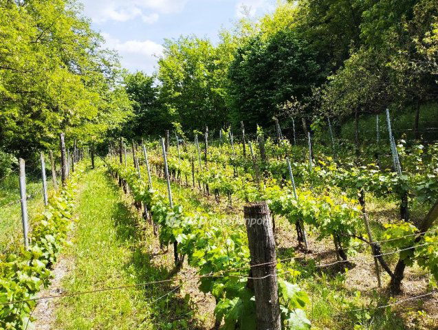 Eladó mezogazdasagi ingatlan, Szekszárdon 3.5 M Ft