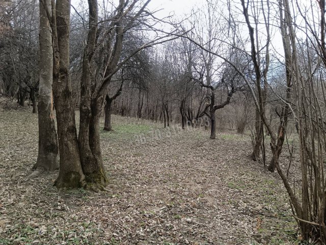 Eladó mezogazdasagi ingatlan, Pusztamagyaródon 8 M Ft