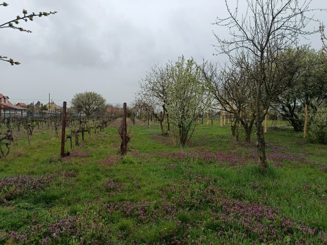 Eladó mezogazdasagi ingatlan, Öskün 28 M Ft